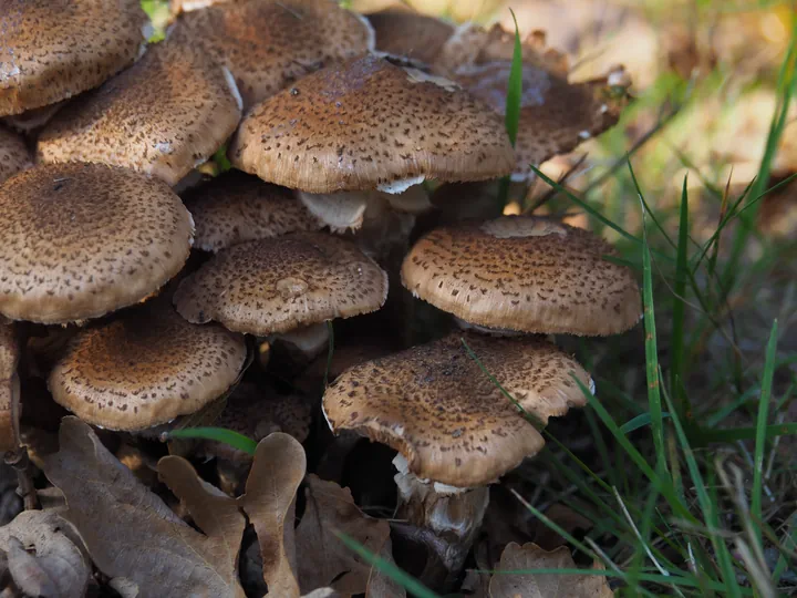 Vagevuurbos an Lippensgoed-Bulskampveld (Belgium)